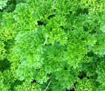 Petersilie Einfrieren