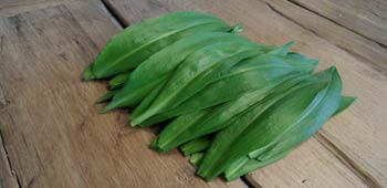 Frische Bärlauchblätter