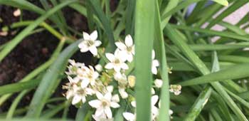 Chinesischer Schnittlauch