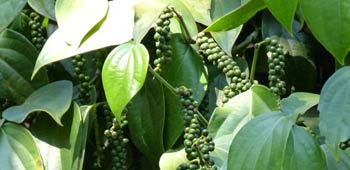 echter Pfeffer Pflanze