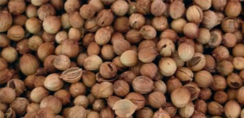 Koriander ungemahlen