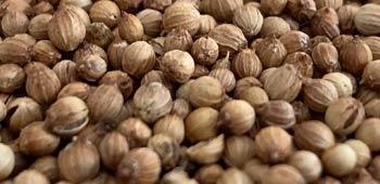 Koriandersamen Koriandersamen