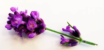 Lavendelblüte