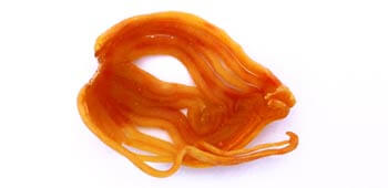 Macis - Die Muskatblüte Detailaufnahme