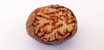 geriebene Muskatnuss