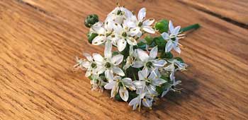 Schnittknoblauch Blüte