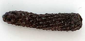 Schokoladenpfeffer Nahaufnahme