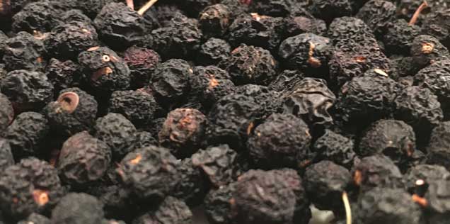 Tasmanischer Bergpfeffer