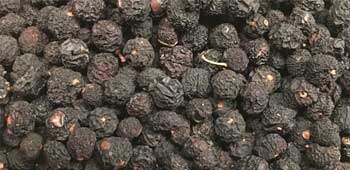 Tasmanischer Pfeffer